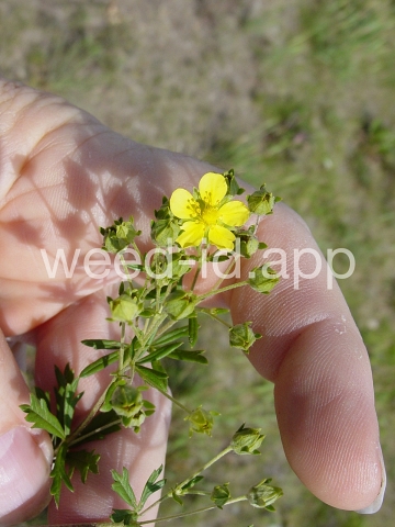 cinquefoil, silvery
